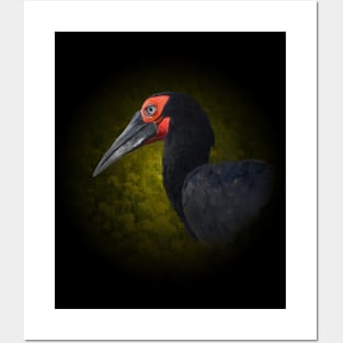 Ground hornbill Posters and Art